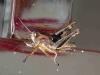 Eyprepocnemis sp.